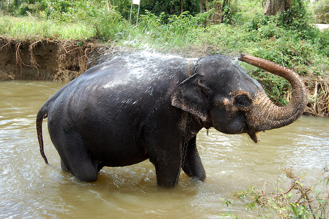 Ein Elefant duscht sich in einem FLuß nahe Kandy auf Sri Lanka.  Foto: Christian Maskos