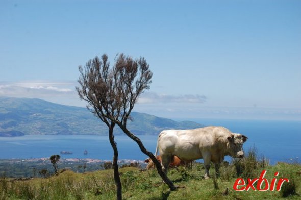 Blick von Pico nach Faial.  Foto: Christian Maskos