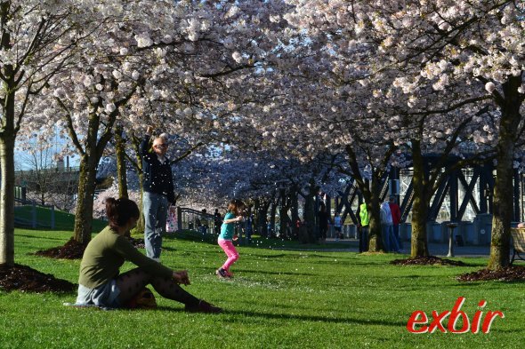 Absolut positive Überraschung: Portland inOregon, hier die Kirschblüte am Flußuferim Zentrum.Foto: Christian Maskos