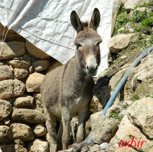 Esel gehören in Hasankeyf zum Alltagsbild.  Foto: Christian Maskos