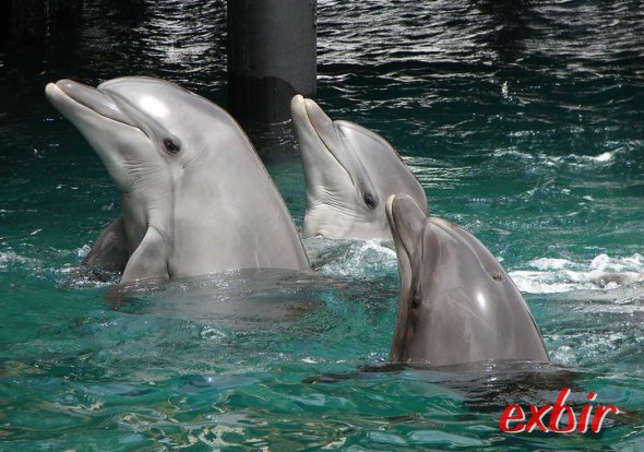 Delfin-Show  in Eilat. Foto: Exbir Travel, C. Maskos