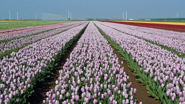 Tulips in the Flevopolder, Niederlande