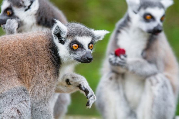 Lemur, Madagaskar