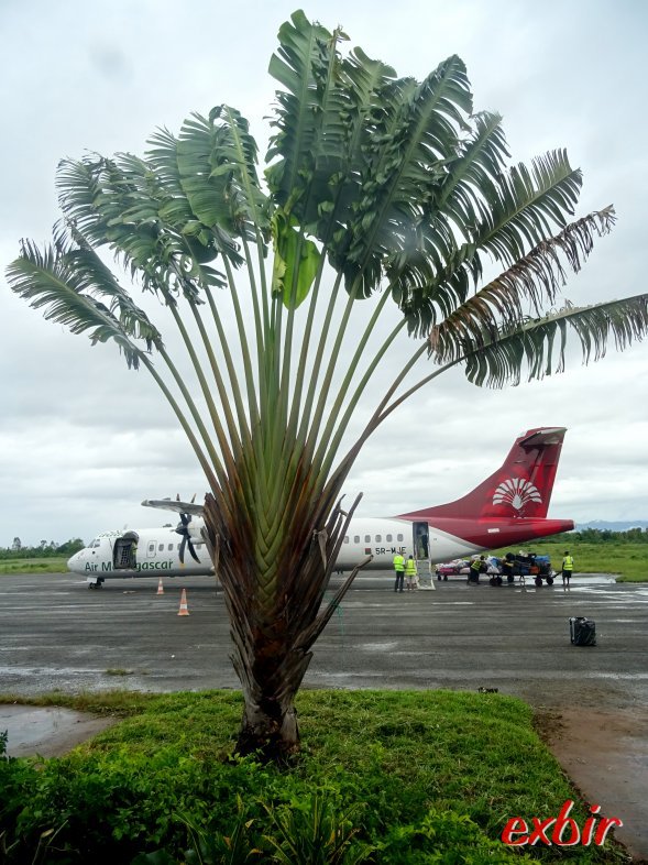 Palme mit Air Madagascar Flugzeug.