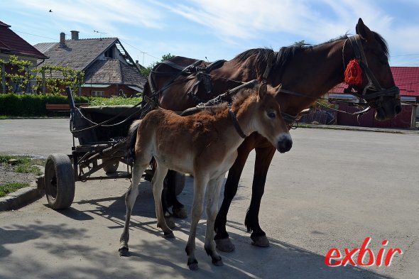 Pferdewagen sind Osteuropa noch ein alltägliches Fortbewegungsmittel.  Foto: Christian Maskos