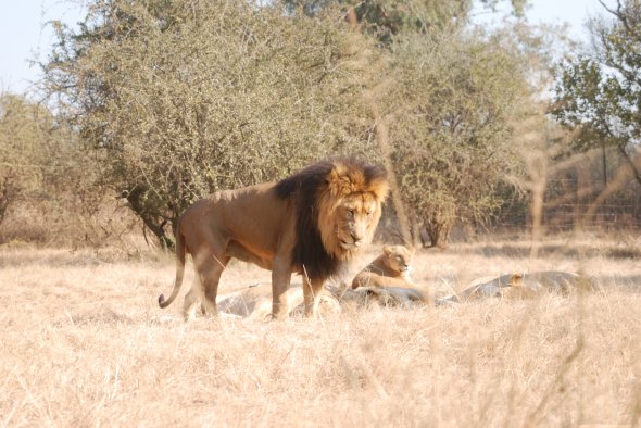 Lion Park in der Provinz Gauteng, Südafrika