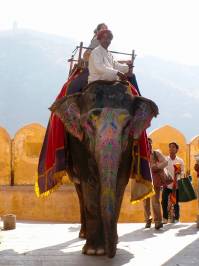 Elefantenreiten in Jaipur, der Hauptstadt des indischen Bundesstaates Rajasthan