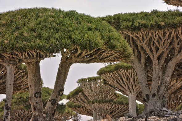 Drachenbaum, Socotra In, Jemen