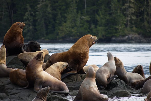 Vancouver Island : Sea Lions near Broughton Archipelago - British Columbia - Canada