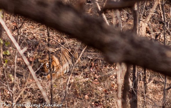 Satpura Tiger, Nationalpark. Der Tiger ist gut getarnt