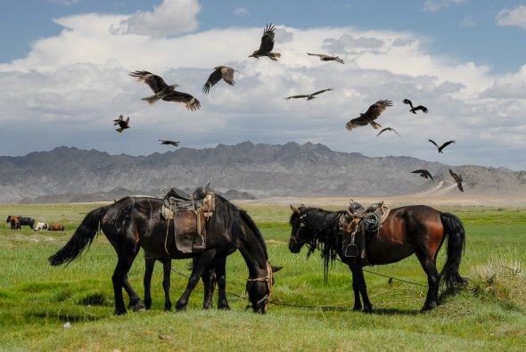 Pferde und Black Kite, Mongolei