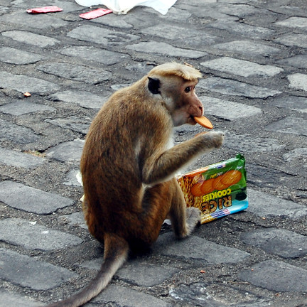 Meine Kekse schmeckten schmeckten dem Affen offenbar gut. Foto: Christian Maskos