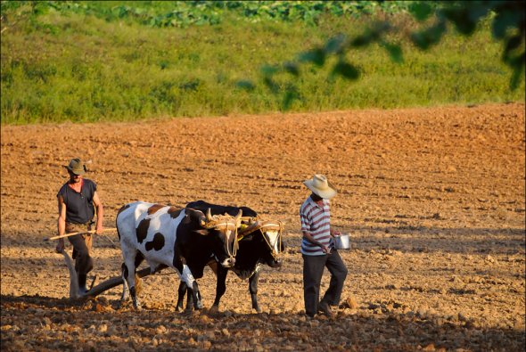 traditionelle Landwirtschaft, Kuba